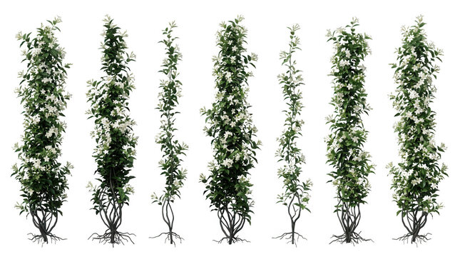 Colecci&oacute;n de plantas trepadoras con flores blancas aisladas