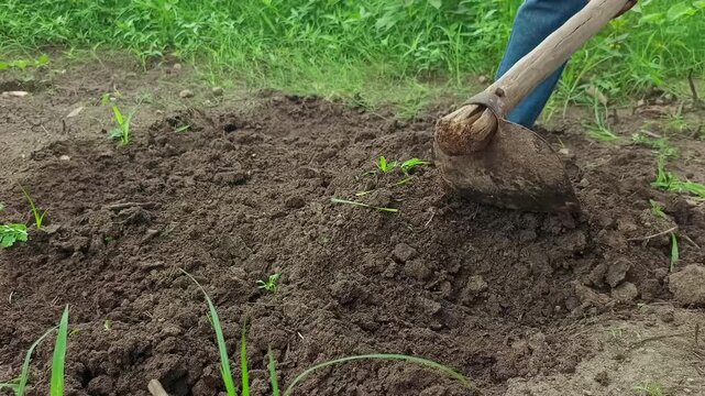 Farmer digging fertile soil with hoe tool in field for planting crop, agricultural land preparation concept