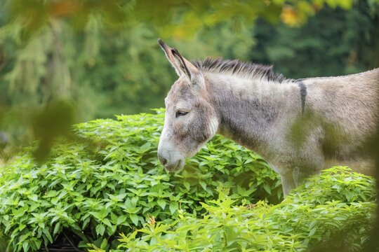 A gray domestic donkey (Equus asinus) stands in a green paddock with stinging nettle. Austria