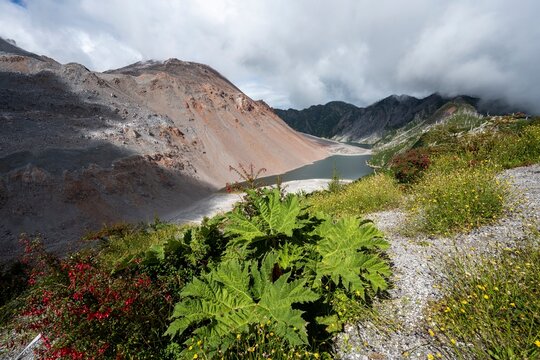 View into the caldera with a lake and a giant gunnera (Gunnera) at the crater of the Chait&eacute;n volcano, Pumalin National Park, Los Lagos, Patagonia Verde, Chile
