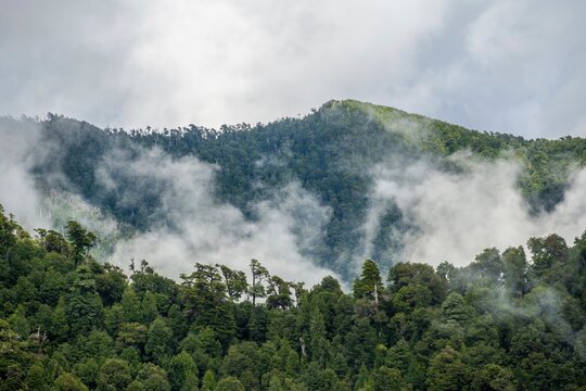 Mountains with dense temperate rainforest and clouds, Valdivian or Northern Patagonian Rainforest, Los Lagos, Patagonia Verde, Chile