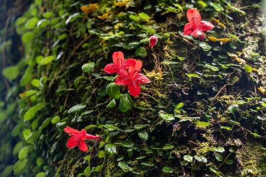 Climbing plant (Asteranthera ovata) with red flowers, Pumalin National Park, Ruta de los Parques, Los Lagos, Patagonia Verde, Chile