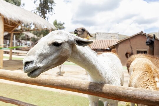 Alpaca and Llama Farm, near Cusco, Peru