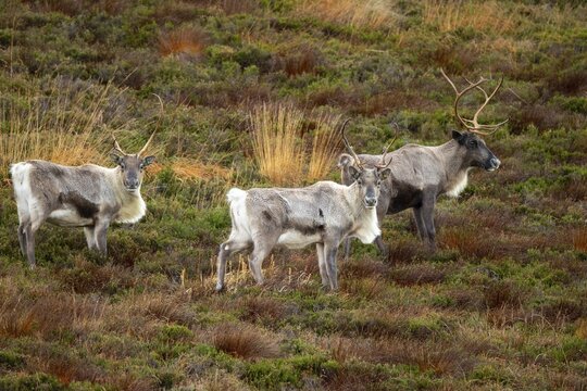 Reindeer (Rangifer tarandus) in the Cairngorm Mountains in the Scottish Highlands, Aviemore, Scotland, United Kingdom
