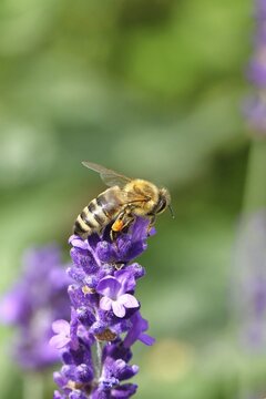 Honey bee (Apis mellifera) on a lavender flower (Lavandula angustifolia), macro photograph, Wilnsdorf, North Rhine-Westphalia, Germany