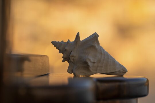 Shell lying on a wooden background, warm evening light, Sicily, Italy