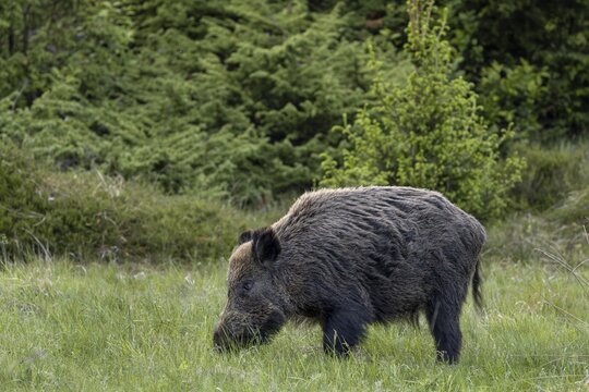 As the eye reveals, the wild boar (Sus scrofa) always keeps an eye on its surroundings, even when searching for food, late spring, early summer, defenceless, May, Denmark