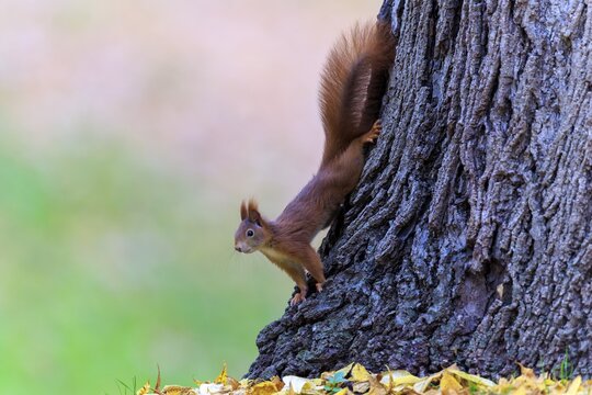 Squirrel climbing upside down the trunk, lively against an autumn background, squirrel (Sciurus vulgaris), wildlife, Germany