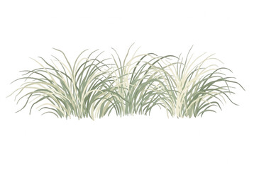 Obraz premium Matorral de hierba ornamental sobre fondo blanco