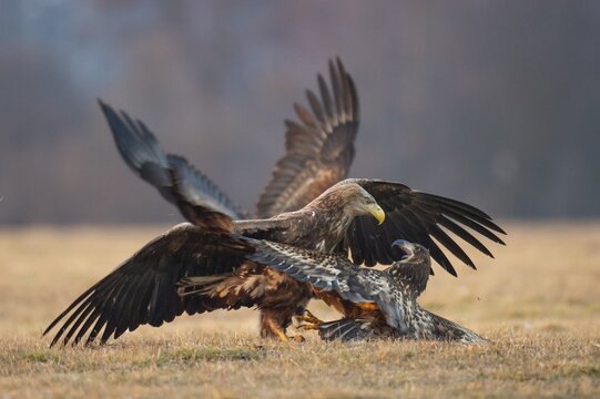 Two contending white-tailed eagles (Haliaeetus albicilla), Kutno, Poland