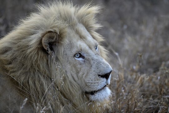 Portrait of a white lion (Panthera leo), male, Kruger to Canyons Biosphere Region, Limpopo Province, South Africa