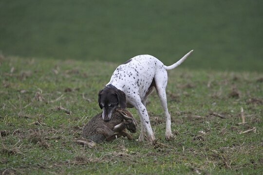 German Shorthaired Hound seizes and retrieves a hare (Lepus europaeus), Lower Austria, Austria
