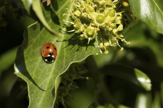 Seven-spot ladybird (Coccinella septempunctata) adult insect on an Ivy plant leaf in summer, England, United Kingdom