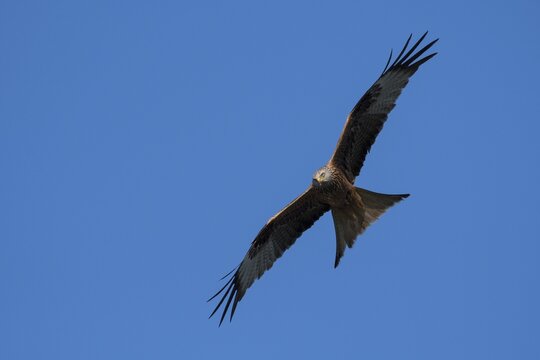 Red Kite (Milvus milvus) in flight, Wittlich, Rhineland-Palatinate, Germany