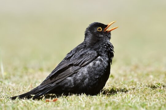 Blackbird (Turdus merula), male sunbathing, Schleswig-Holstein, Germany