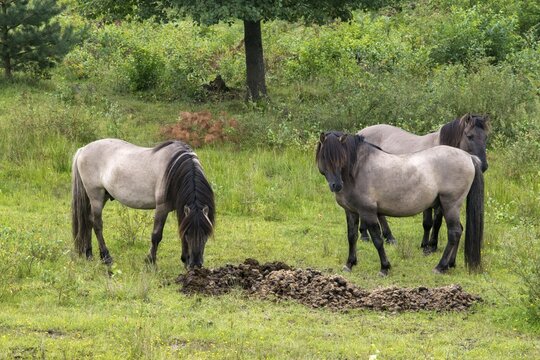 Equus Caballus sspec., horse, konic, odd-toed ungulates, perissodactyla, horse toilet, grazing, domesticated animals, fertiliser, extensive grazing, pet, horses, compost, landscape management, landscape preservation, mammals, manure, horses, horse droppings, horse apples, pony, mammals, ungulates