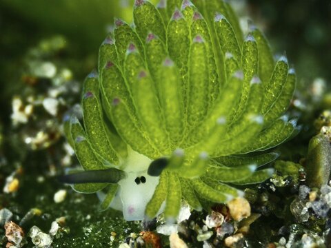 Close-up of a green leaf sheep snail (Costasiella kuroshimae), called Shaun the Sheep. Sea snail with kleptoplastids. The chloroplasts taken up by the green alga Avrainvillea lacerata and stored in its own body are clearly visible. Body length approx. 3 mm. Dive site Puri Jati, Umeanyar, Bali, Indonesia