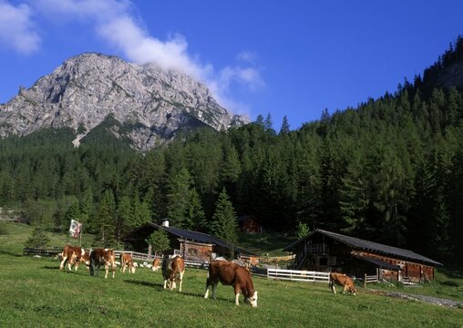 Stallen alpine pasture, Rauher Knoell Mountain in the back, Stallen valley, Karwendel-mountain range, Tyrol, Austria, Europe