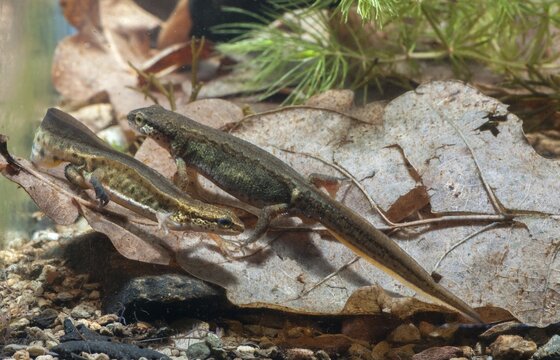 Newt, Lissotriton helveticus, palmate newt, triturus helveticus, amphibians, amphibians, courtship behavior, caudata, courtship display, female, amphibians, male, newt, tail amphibians, water newts, female