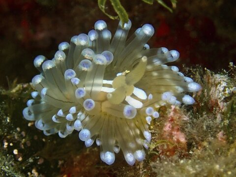 A brightly coloured striped Thick-billed Slug (Janolus cristatus) with blue tips underwater, dive site: Cap de Creus Marine Reserve, Rosas, Costa Brava, Spain, Mediterranean Sea