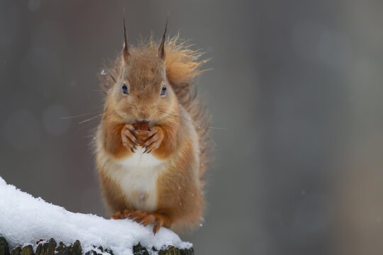 Red squirrel (Sciurus vulgaris) adult animal feeding on a nut on a tree stump covered in snow in winter, Scotland, United Kingdom