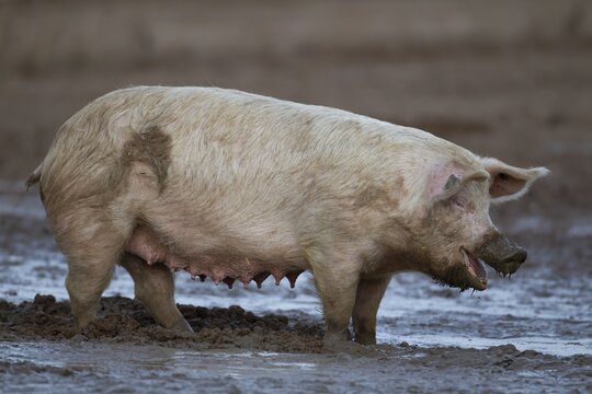 Domestic pig (Sus scrofa domesticus) adult farm animal standing in mud in a field, England, United Kingdom