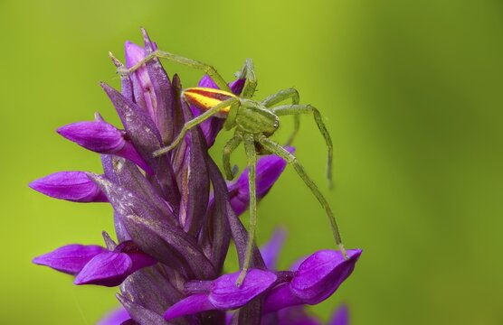 Arachnida, broad-leaved fingerwort, broad-leaved cuckoo flower, broad-leaved orchid, broad-leaved marsh orchid, fan orchid, broad-leaved marsh orchid Flora, Green Huntsman Spider, Spiders, Plants, Spiders, Spiders
