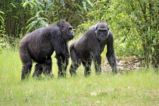 Western gorilla (Gorilla gorilla), adult, female, two, walking