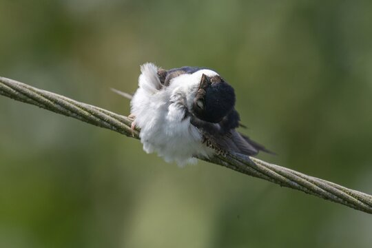 Defensive behavior, Delichon urbica, house martin, house martins, parasite defense, birds, passeri, songbirds, birds