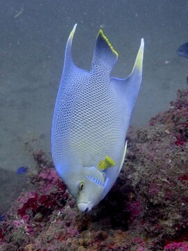 Bermuda angelfish (Holacanthus bermudensis), angelfish, dive site Anna's Reef, Destin, Panhandle, Gulf of Mexico, Florida, USA