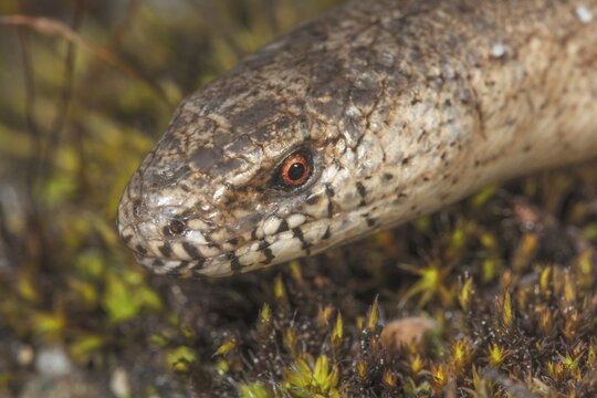 Close-up of a slow worms (Anguis fragilis) on mossy ground