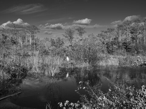 Water arm, Great Egret (Area Alba), Big Cypress National Preserve, Everglades, North America, Florida, USA