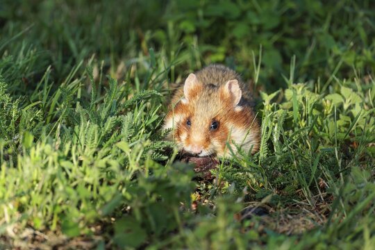 A European hamster (Cricetus cricetus) collects herbs, grass and blossoms in a green meadow. Vienna, Austria