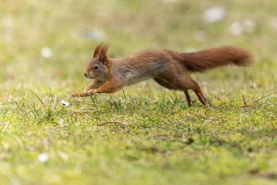 Eurasian red squirrel (Sciurus vulgaris) jumping in a meadow, wildlife, Germany