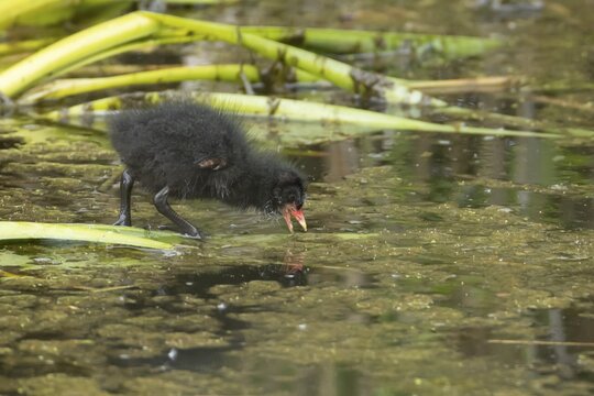 Moorhen (Gallinula chloropus) baby juvenile bird chick feeding on a lake, England, United Kingdom