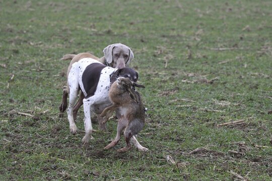 German Shorthaired Hound retrieves a hare (Lepus europaeus) and is harassed by a Weimaraner Shorthaired Hound, Lower Austria, Austria