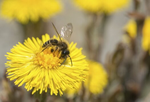 Andrena cf. nigroaenea, Andrena nigroaenea, apiformes, bees, buffish mining bee, ore-colored sand bee, hymenoptera, sand bee, hymenoptera, insects, male, spring, wild bees
