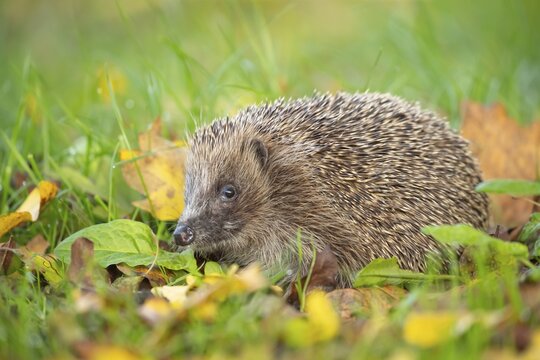 European hedgehog (Erinaceus europaeus) adult amongst fallen leaves on a garden lawn, Suffolk, England, United Kingdom