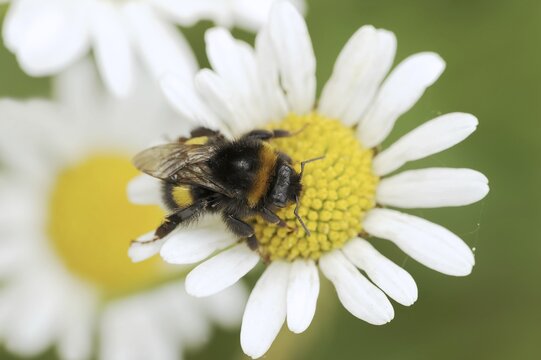 Large earth bumblebee (Bombus terrestris) on a flower of the ox-eye daisy (Leucanthemum vulgare), North Rhine-Westphalia, Germany