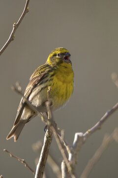 European Serin, serine, serinus serinus, birds, song, high size, portrait format, passeri, singing, songbirds, birds