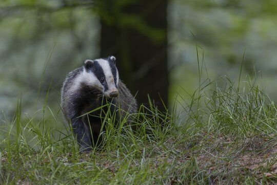 After the badger (Meles meles) has left the den, it particularly checks the entrances to the badger burrow, nocturnal, Germany