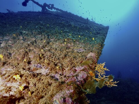 Front deck of a shipwreck with yellow corals under blue water, Wreck Michel C dive site, Giens Peninsula, Provence Alpes C&ocirc;te d'Azur, France