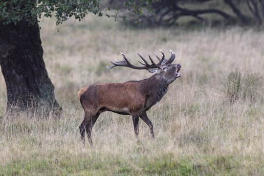Red Deer (Cervus elaphus), bugling stag in rut, Copenhagen, Denmark