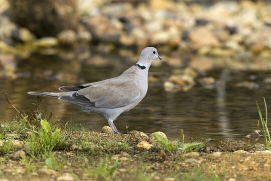 Collared Dove, Streptopelia Decaocto, Turkish Dove, Bath, Bird Bath, Birds, Columbidae, Doves, Doves, Potions, Birdbath, Birds, Watering Place