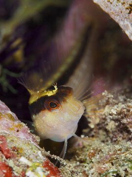 An inquisitive fish with bright colours, Long-striped blenny (Parablennius rouxi), looks out of its cave, dive site Peninsula Giens, Mediterranean Sea, Porquerolles, Provence, C&ocirc;te d'Azur, France