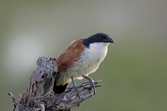 Burchell's cuckoo (Centropus superciliosus), white-browed cuckoo, spurred cuckoo, adult, perched, alert, Kruger National Park, South Africa