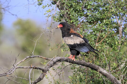 Jester (Terathopius ecaudatus), adult, perched on a tree, with nesting material, alert, Kruger National Park, South Africa