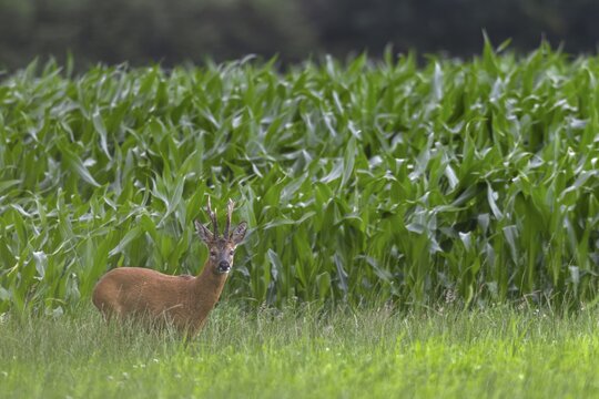 Roebuck (Capreolus capreolus) with unusual horns, an 8-pointer, abnormal, eyes, eye contact, summer coat, Germany