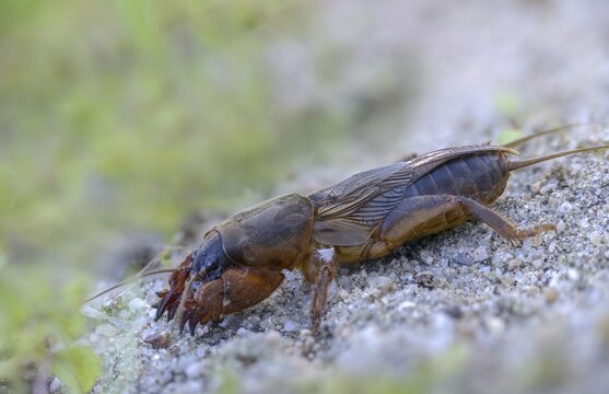 European mole crickets, grasshoppers, gryllotalpa gryllotalpa, half-devils, mole crickets, werre, dwarf, ensifera, grasshoppers, insects, insects, long-feeler scare