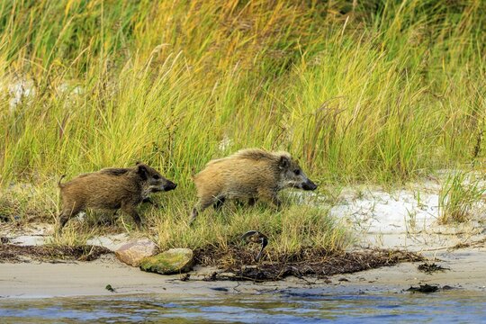 Wild boars run energetically on the beach, flanked by grass and water, wild boar (Sus Scrofa), wildlife, Western Pomerania Lagoon Area National Park, Zingst, Mecklenburg-Western Pomerania, Germany